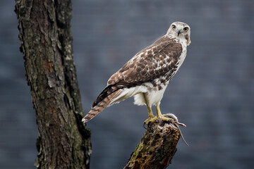 Red tailed hawk with prey
