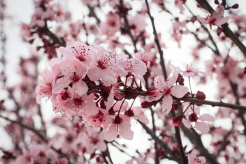 Primavera