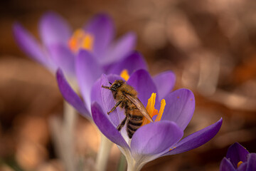 Die ersten blühenden Krokusse im Februar werden sofort von Honigbienen besucht