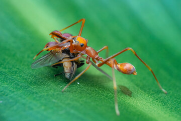 red ant on leaf