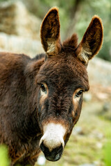 Mallorcan Donkey