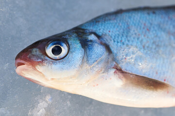 A freshly caught roach on a frozen lake. Ice fishing.
fisheye closeup. High quality