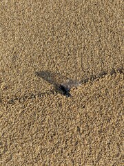 Survival of the Jelliest