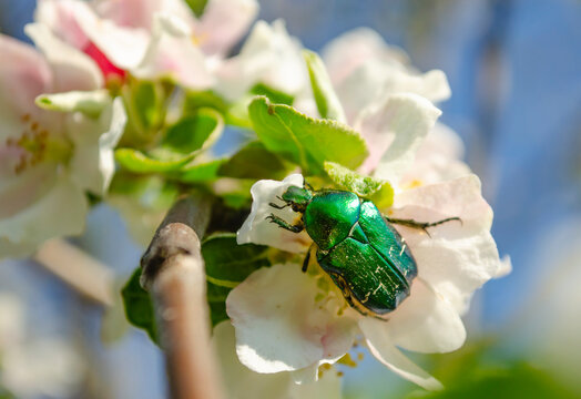 Rose chafer on the apple tree flowers on blurred background. Cetonia aurata, called the rose chafer or the green rose chafer, is a beetle, that has a metallic structurally coloured green and a disti.