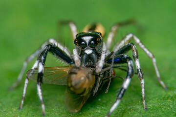 spider on a leaf