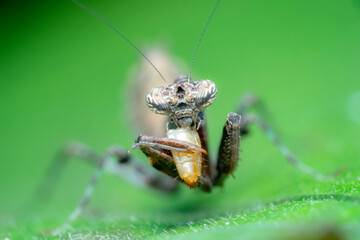 spider on a green leaf