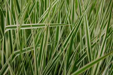 Chlorophytum comosum,Spider Plant or Airplane plant or Spider ivy or Ribbon plant.,Many stacked leaves are beautiful green bushes as the background.