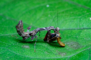spider on a leaf