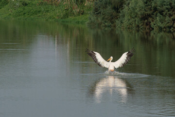 Pelican landing on water