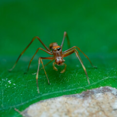 ant on leaf