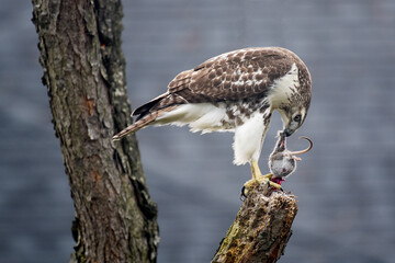 Juvenile red tailed hawk with prey