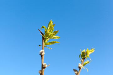 Spring has come, the first green. Nature wakes up. Dissolve the first leaves on the branches. Green house on the windowsill. Warm days. The branches of a maple in the circle. Kidney trees disclosed