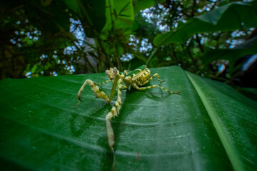 spider on leaf
