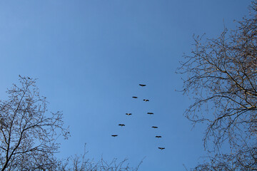 Common Crane / Eurasian Crane / Kranich (Grus grus) in flight