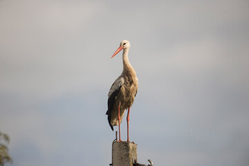 stork standing on an electric pole