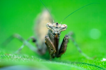 grasshopper on a leaf