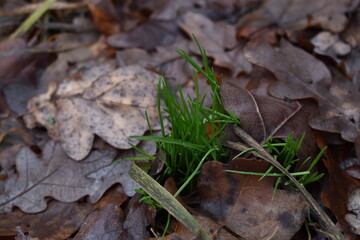 green grass sprouts