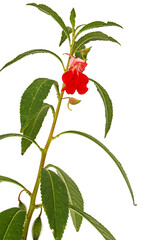 Scarlet flower of Impatiens balsamina, garden balsam jewelweed touch-me-not plant, isolated on...