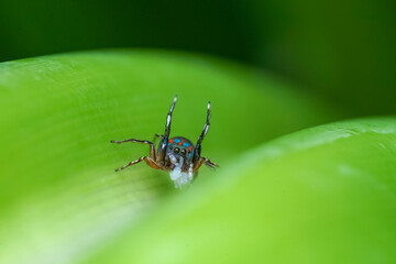 spider on leaf