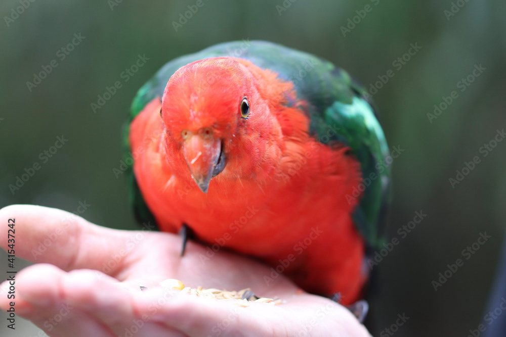 Wall mural parrot