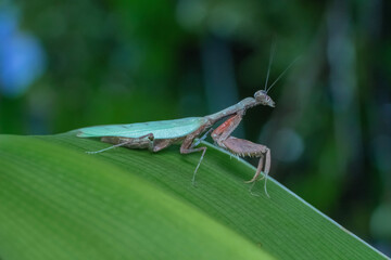 grasshopper on the grass