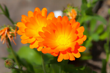 orange flower in natural outdoors