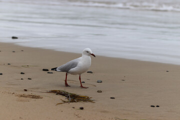 seagulls on the beach