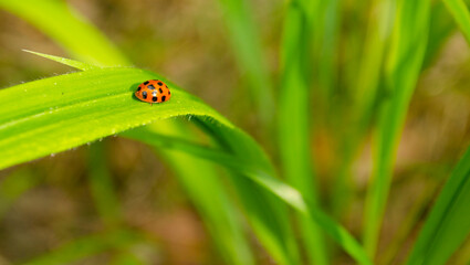 Ladybug on a leaf of grass on a blurred light spring fresh background. Spring concept background