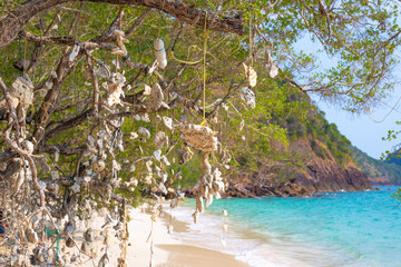 Wish tree. Corals hanging from a tree, tied by strings, on a tropical coast in Thailand