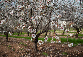 Naklejka premium Blossoming almond trees in Israel.
