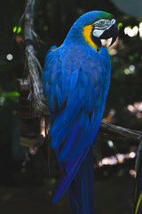 blue parrot