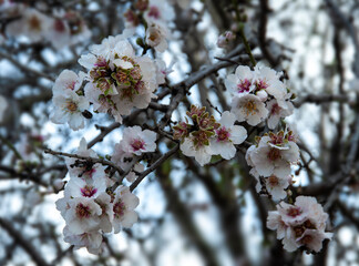 Close up of  branch with  beautiful almond  flowers.