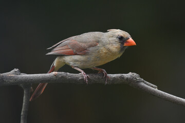 Female Eastern Cardinal