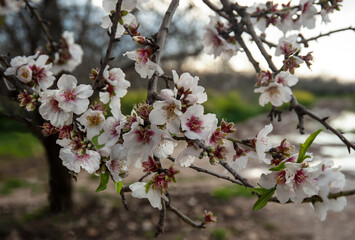 Close up of  branch with  beautiful almond  flowers.