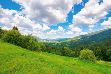 Fototapeta na wymiar summer landscape in carpathian mountains. beautiful nature scenery with trees on the grassy meadow. fluffy clouds on the bright blue sky. wonderful travel destination of ukraine