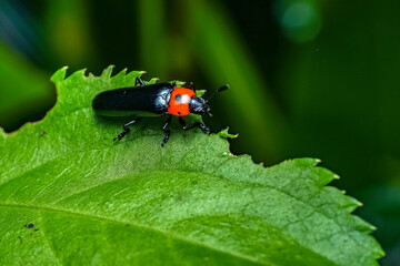 ladybird on leaf