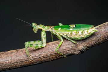 green caterpillar on a leaf