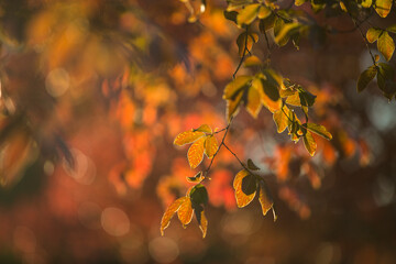 Warm light on colorful Crepe Myrtles leaves in Autumn.