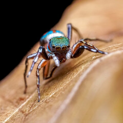 macro of a spider