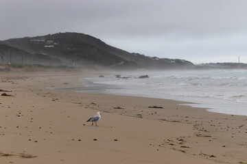 birds on the beach