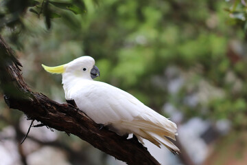 white crested cockatoo