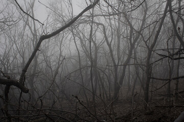 Fog in the spring forest in Sochi