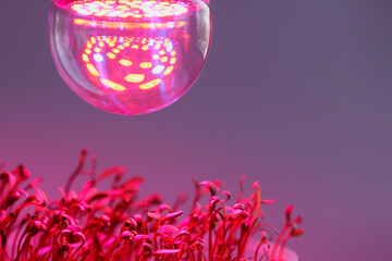  The plant sprouts are illuminated by a special LED lamp with red and blue light ranges. Selective focus. Copy space.