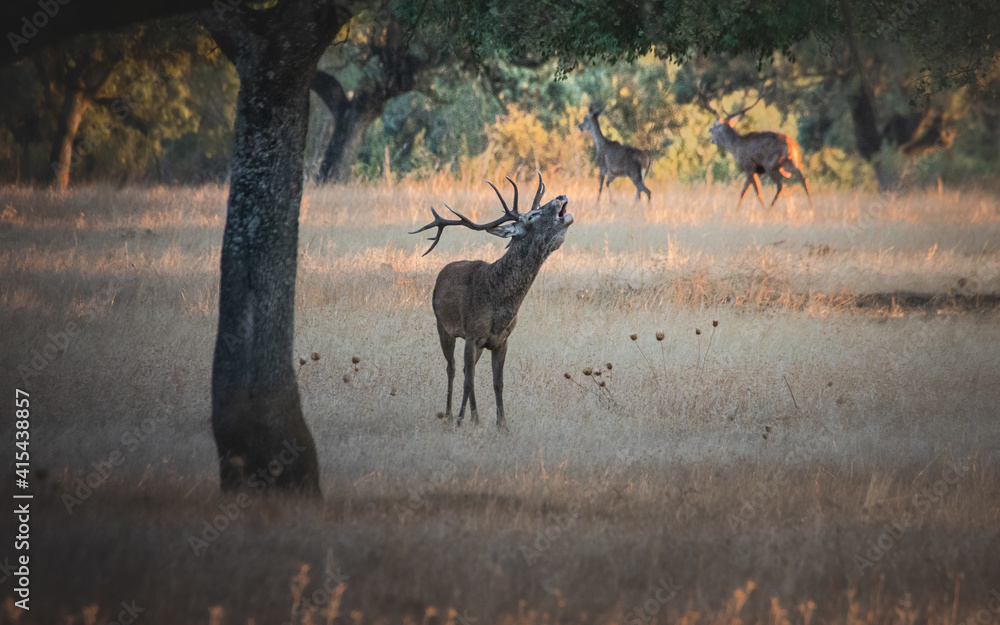 Poster Beautiful shot of a Noble deer in its natural habitat in Extremadura, Spain