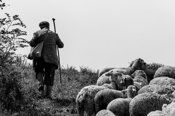 Old shepherd grazing his sheep in Turkey