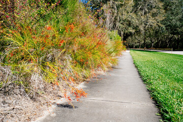 The winter landscape in New Tampa area, Florida