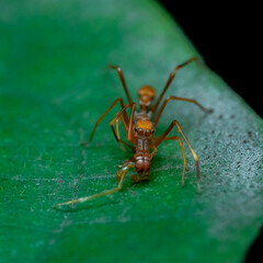 close up of a spider