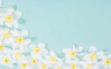 white narcissus on blue paper background