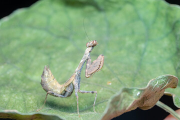 mantis on leaf