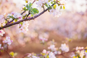 Fototapeta na wymiar pink and white apple flowers in sunlight outdoor
